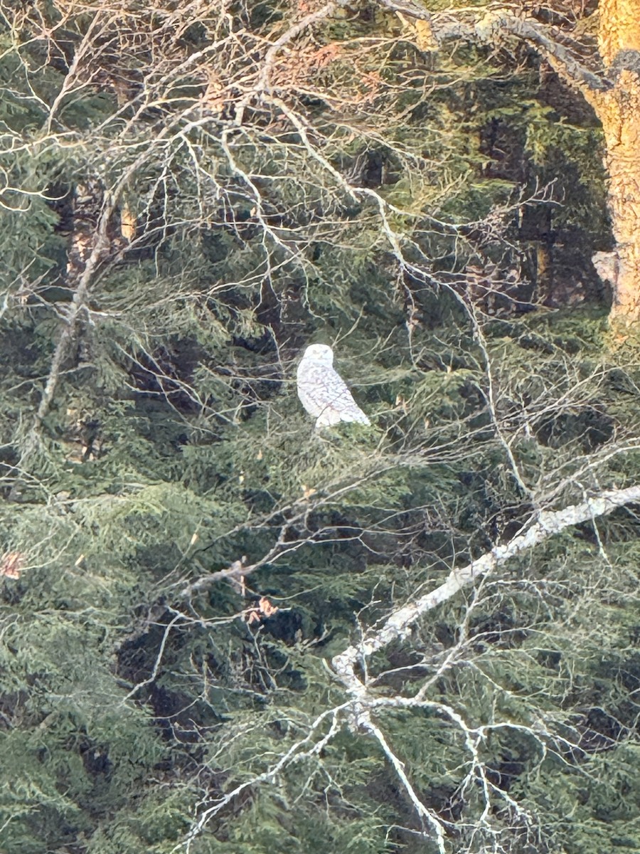 Snowy Owl - ML645216379