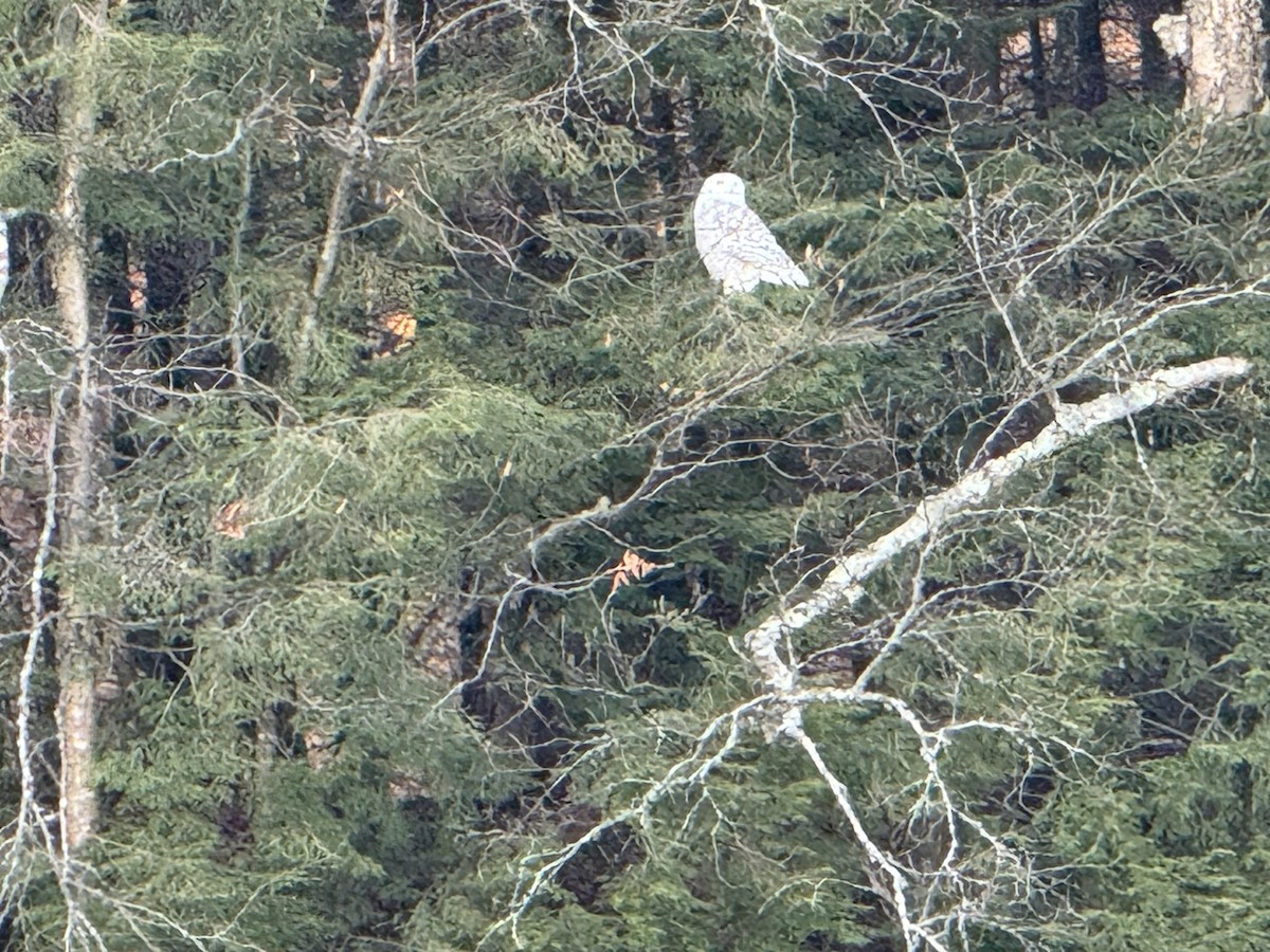 Snowy Owl - ML645216380