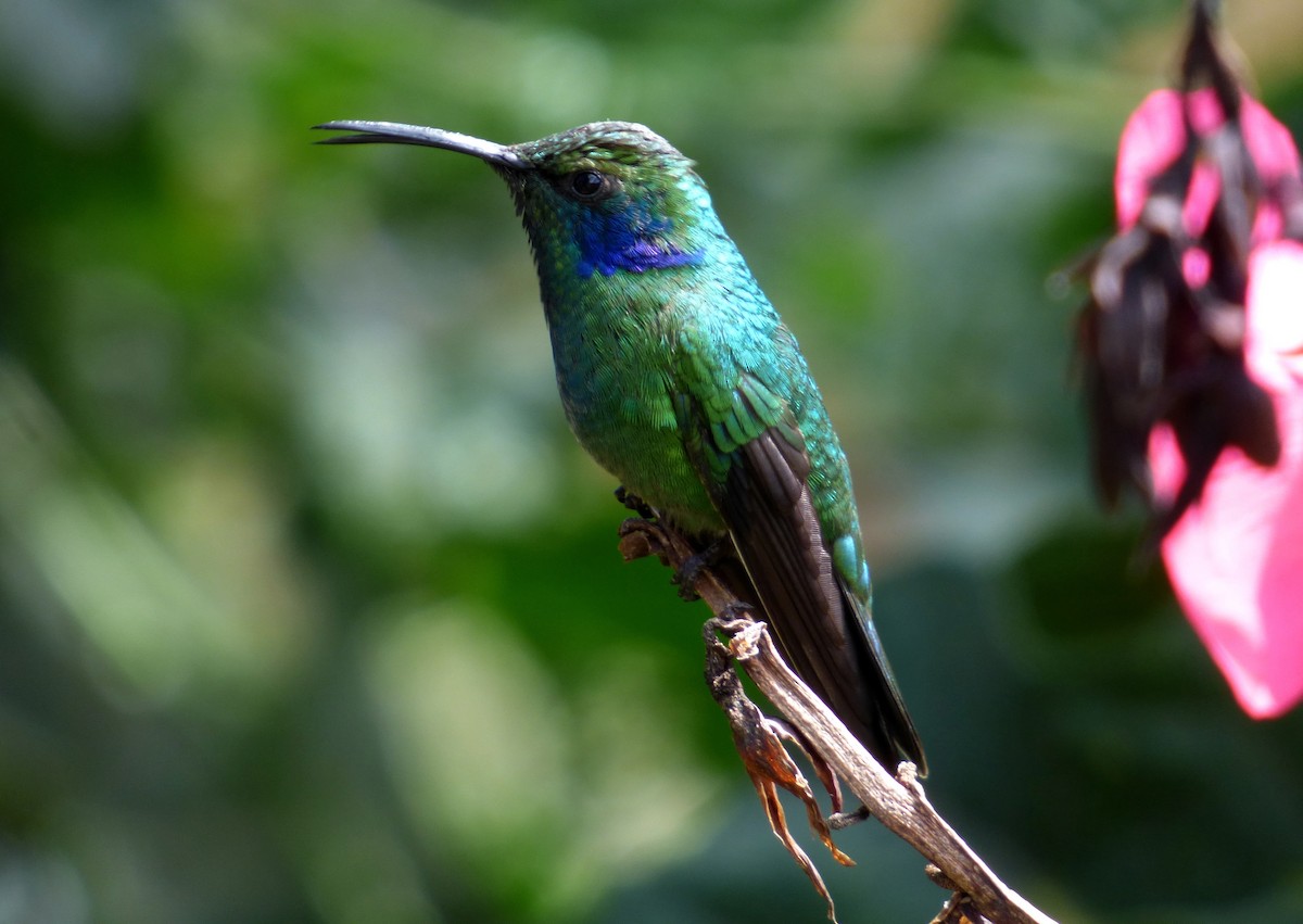Lesser Violetear - ML645216386