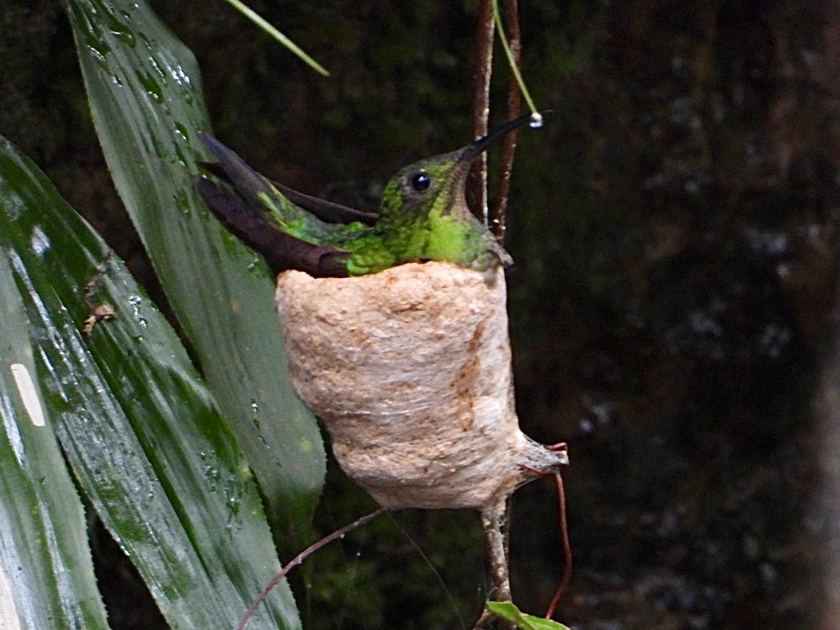 Crimson Topaz - ML645216387