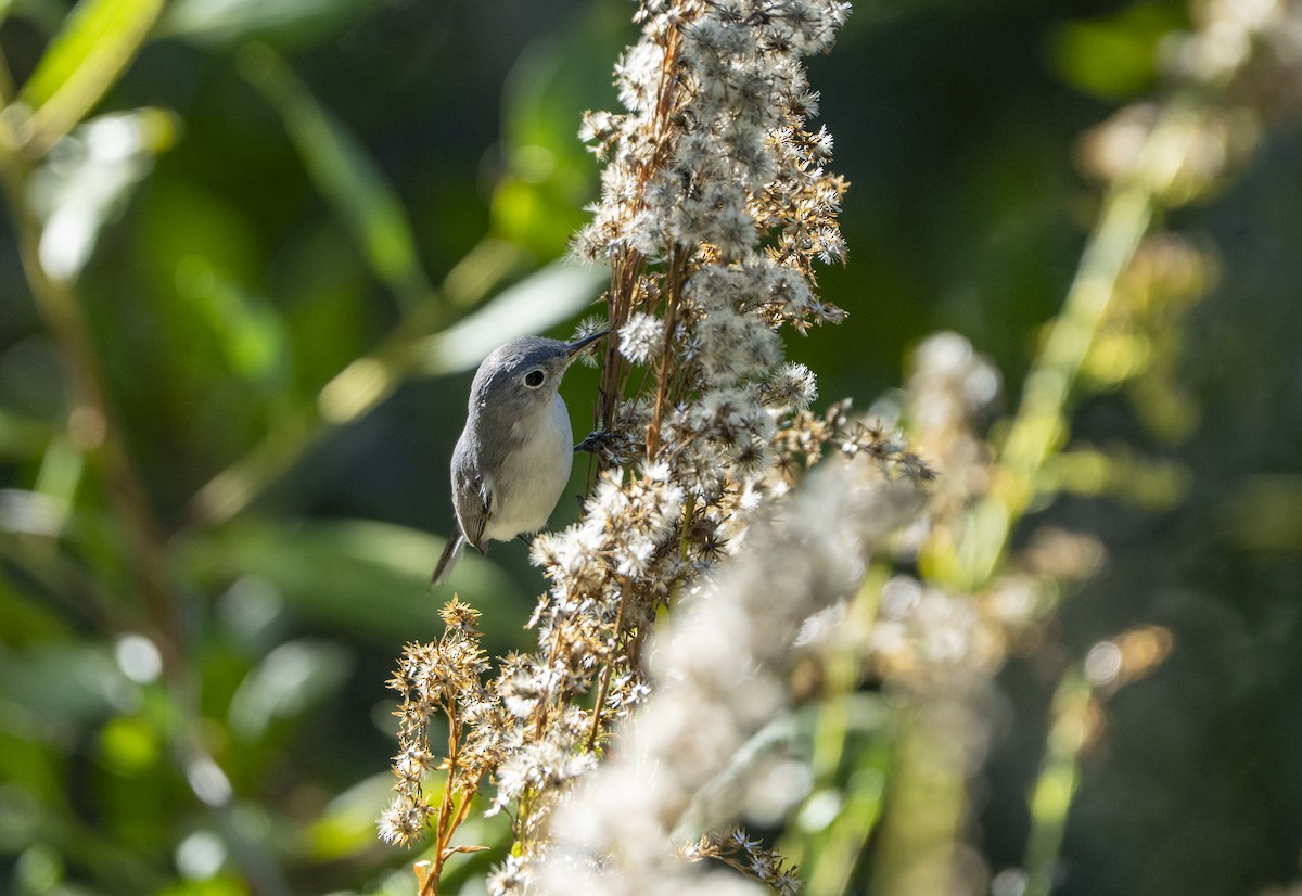 Blue-gray Gnatcatcher - ML645216388