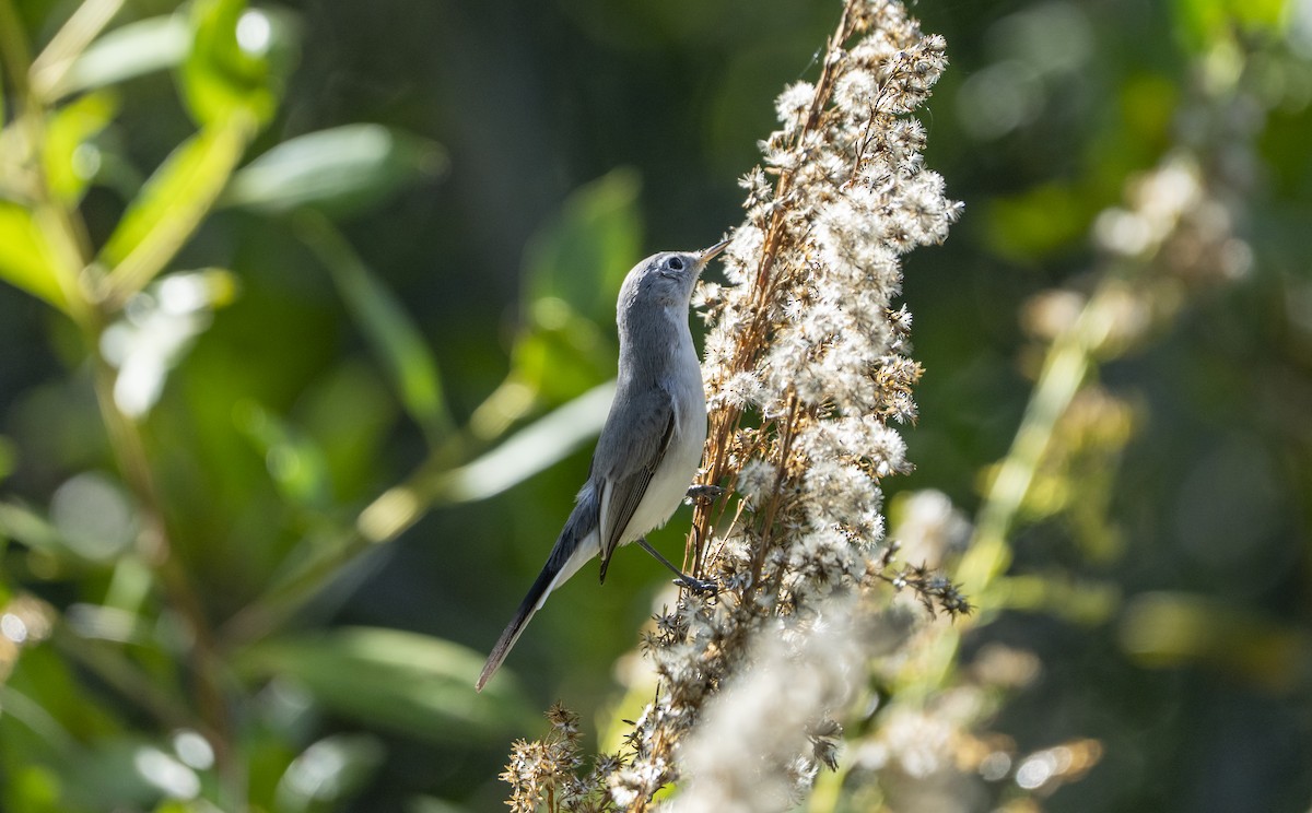 Blue-gray Gnatcatcher - ML645216390