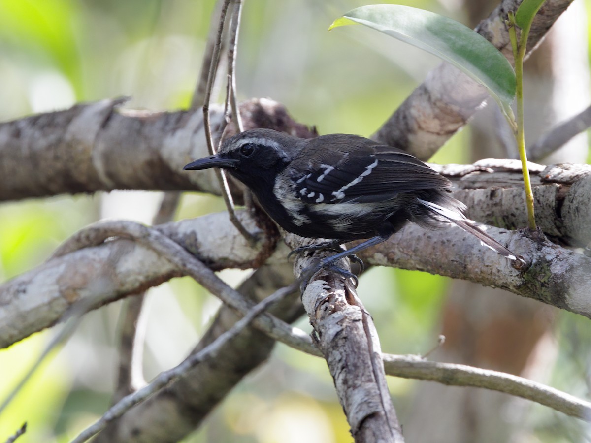 Southern White-fringed Antwren - ML645216402