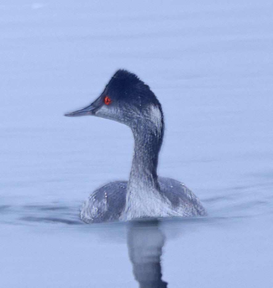 potápka černokrká - ML645216406