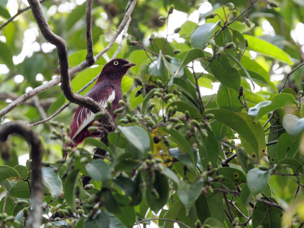 Pompadour Cotinga - ML645216411