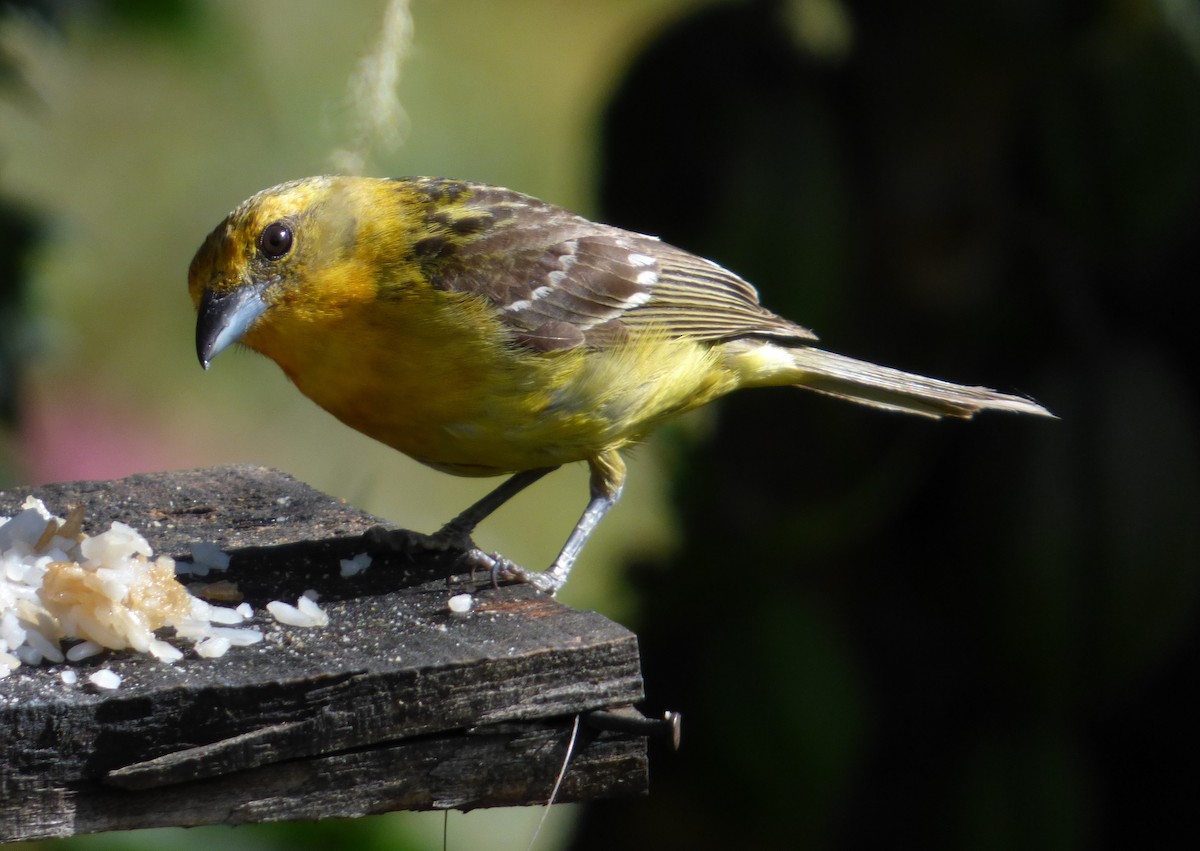 Flame-colored Tanager - ML645216414
