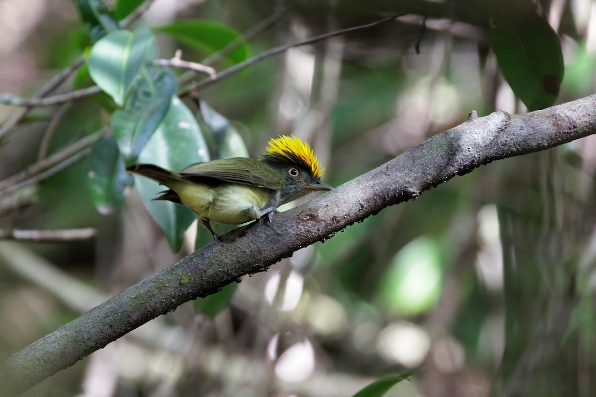 Saffron-crested Tyrant-Manakin - ML645216416