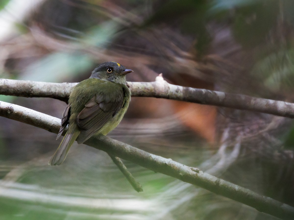 Saffron-crested Tyrant-Manakin - ML645216417