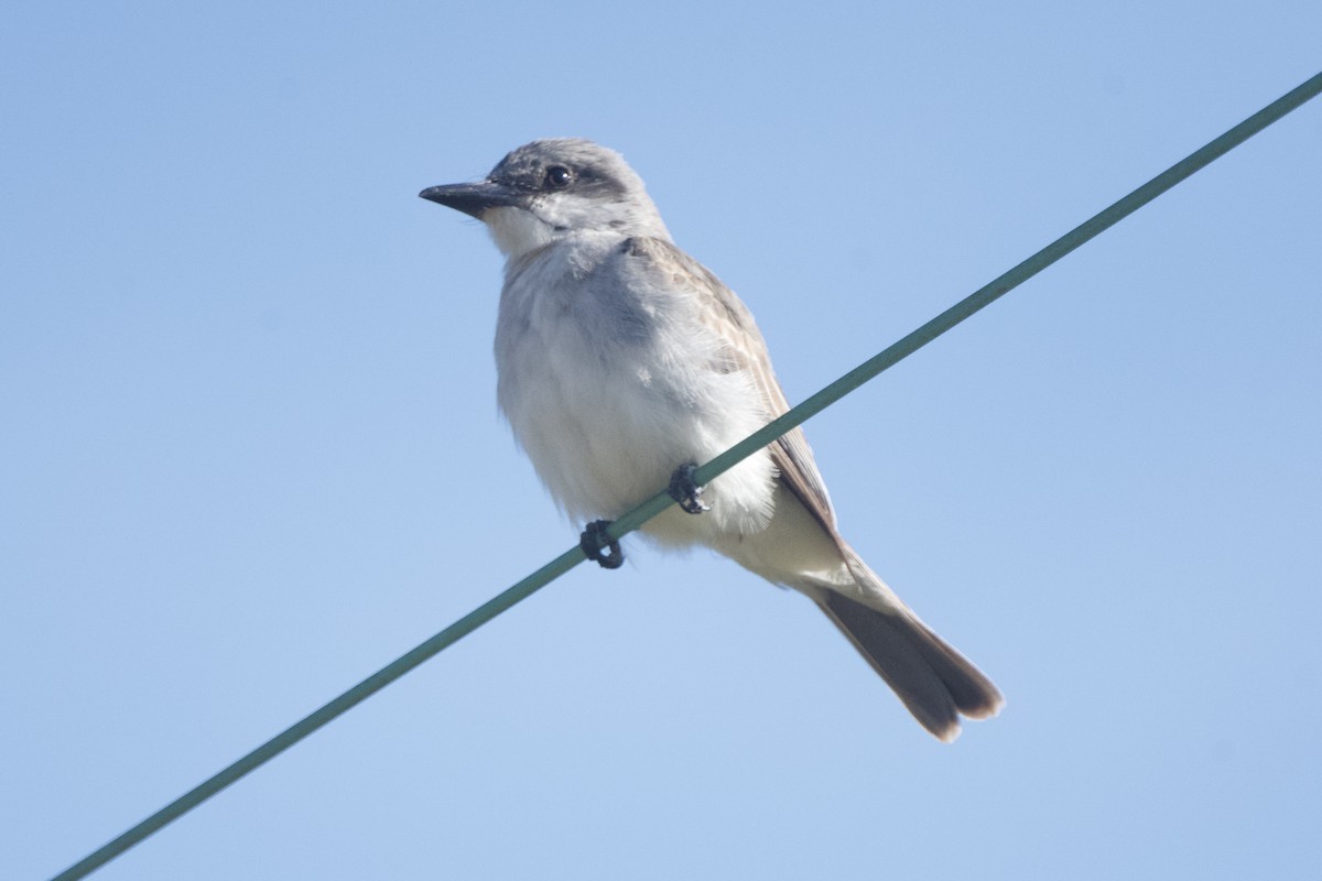 Gray Kingbird - ML645216418