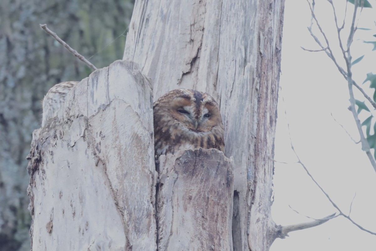 Chouette hulotte - ML645216423