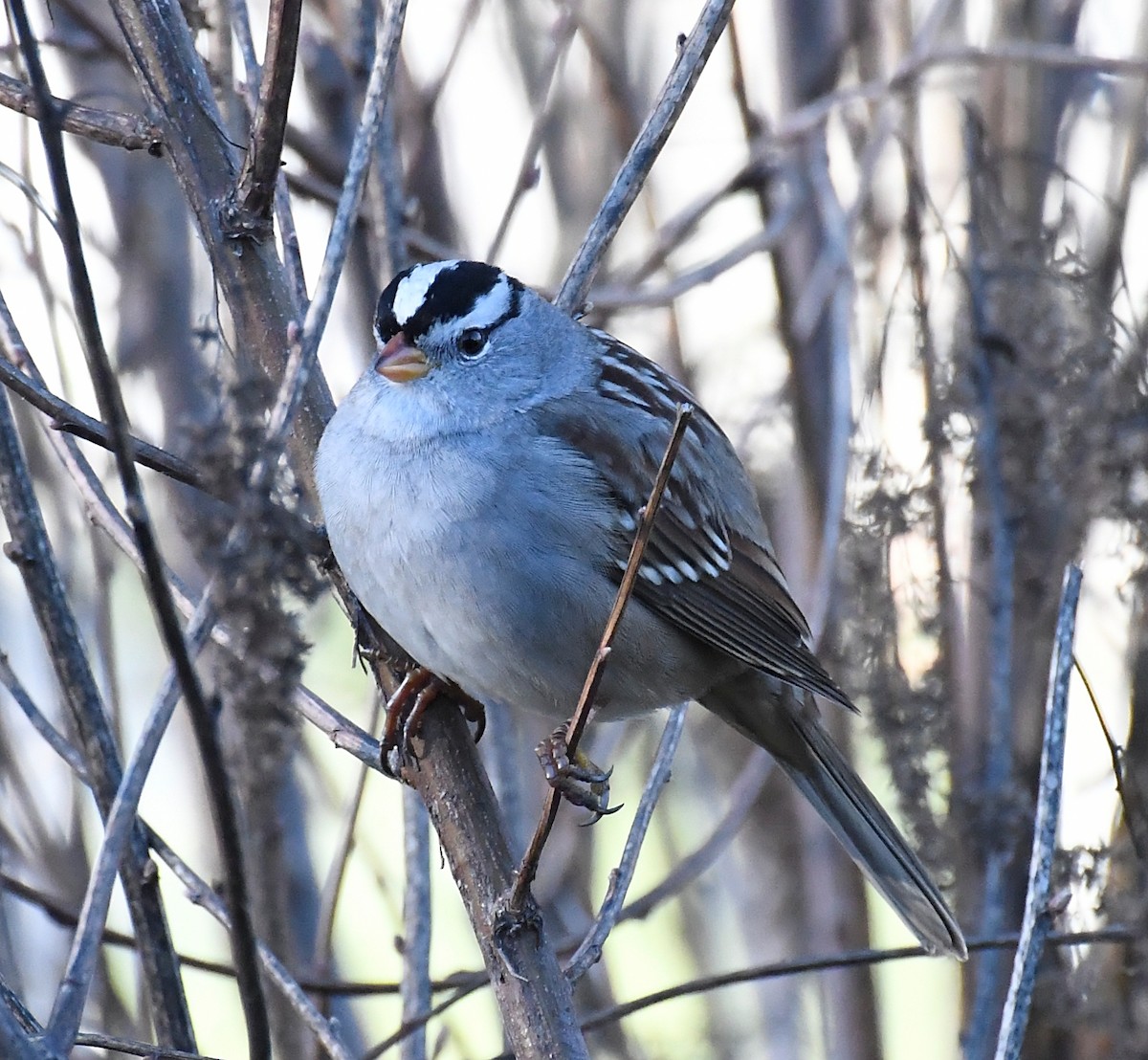 strnadec bělopásý - ML645216434