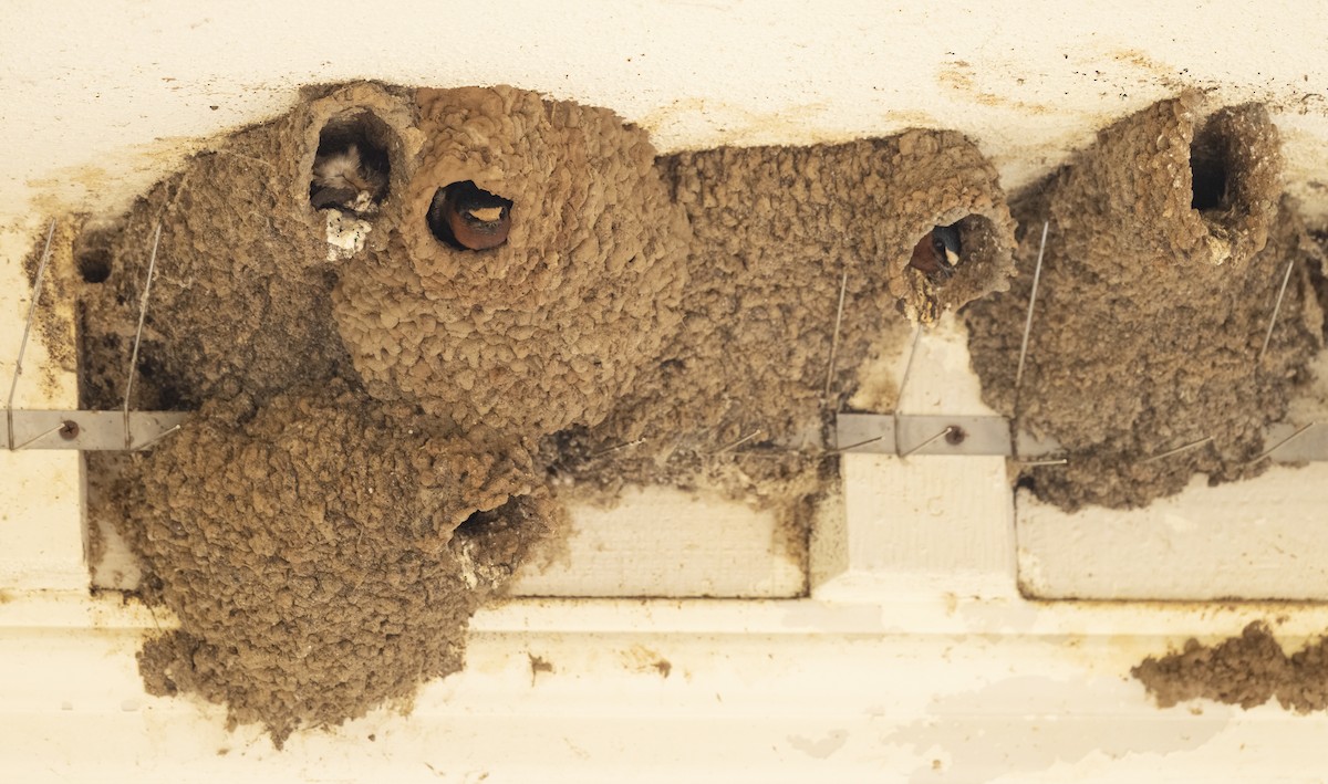 סנונית אמריקנית - ML645216439