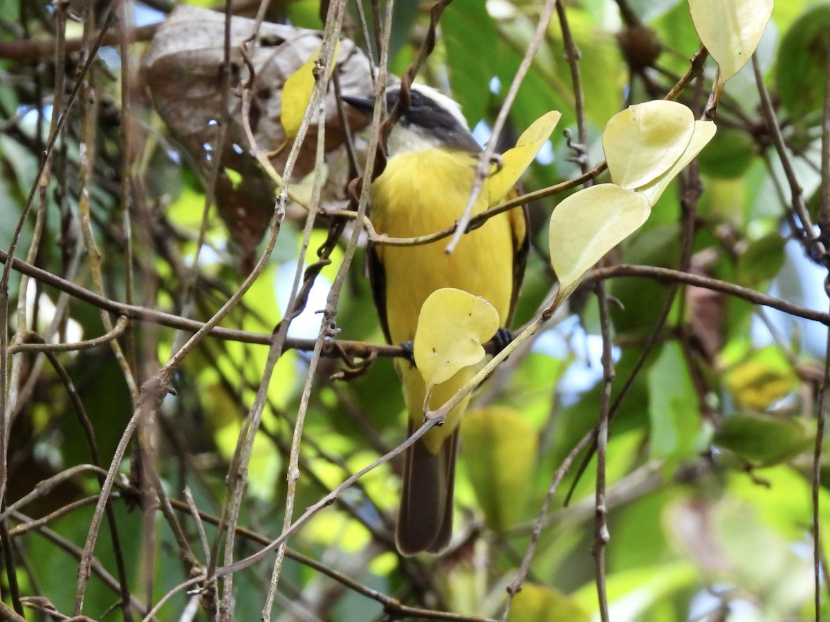 Sosyal Tiran - ML645216440