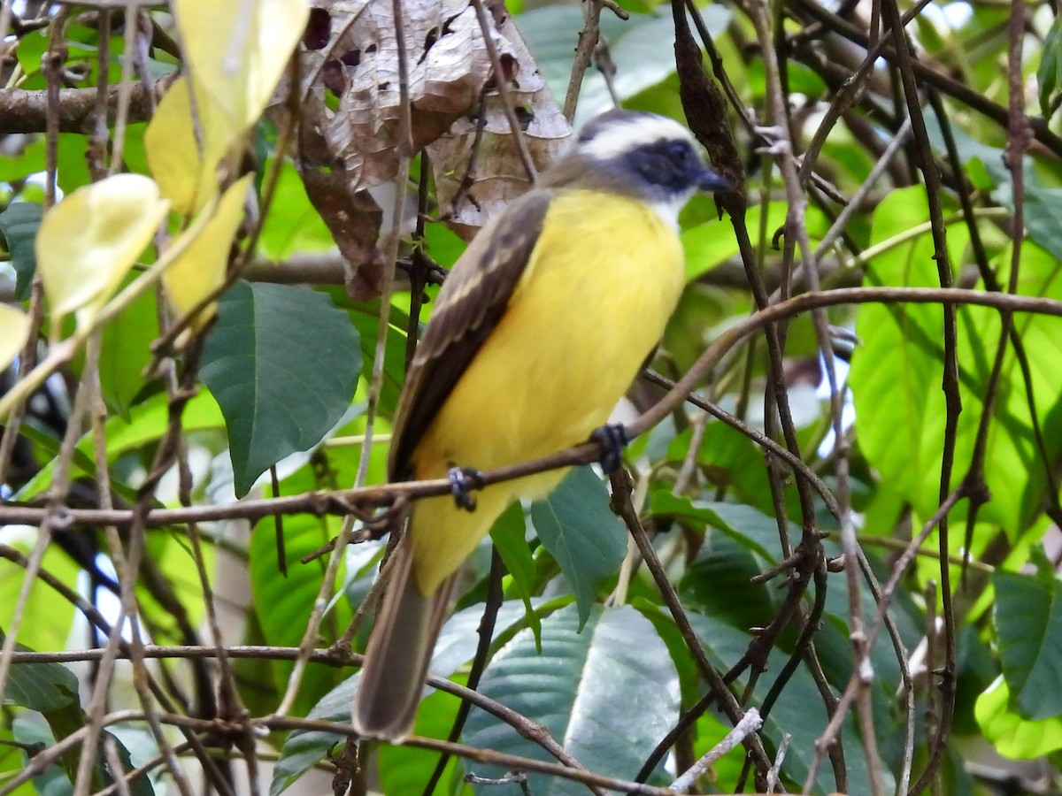 Sosyal Tiran - ML645216441