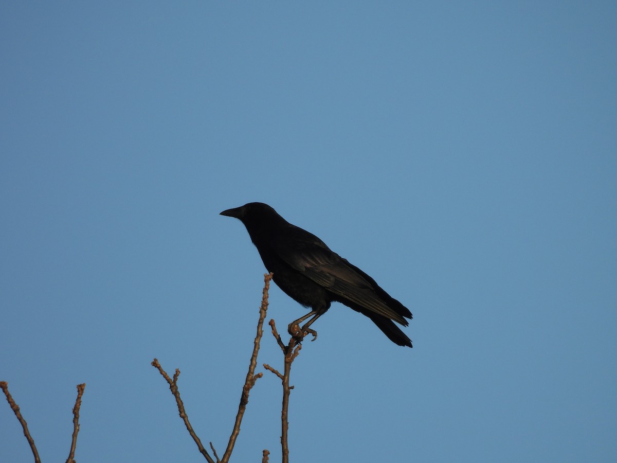 American Crow - ML645216443