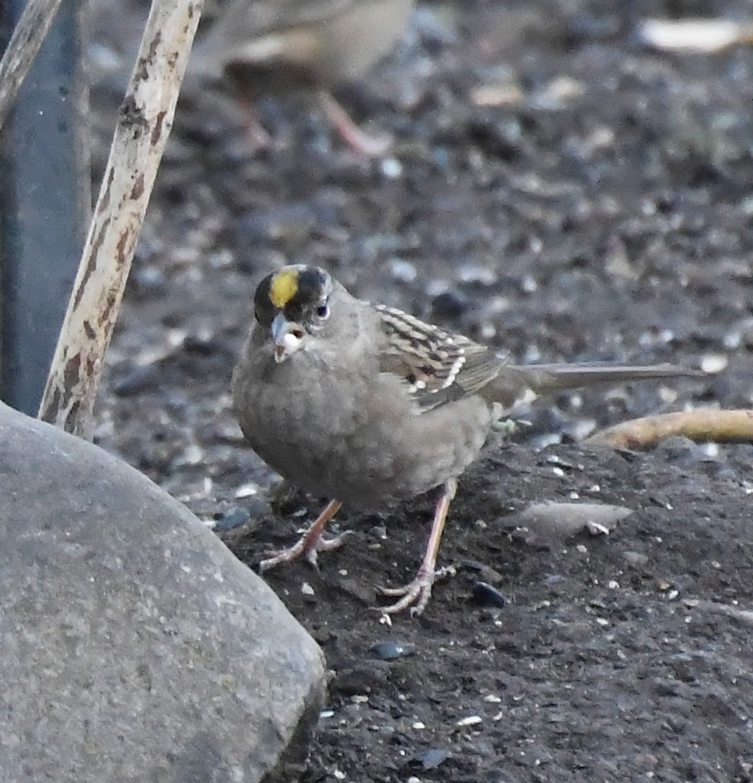 Golden-crowned Sparrow - ML645216446