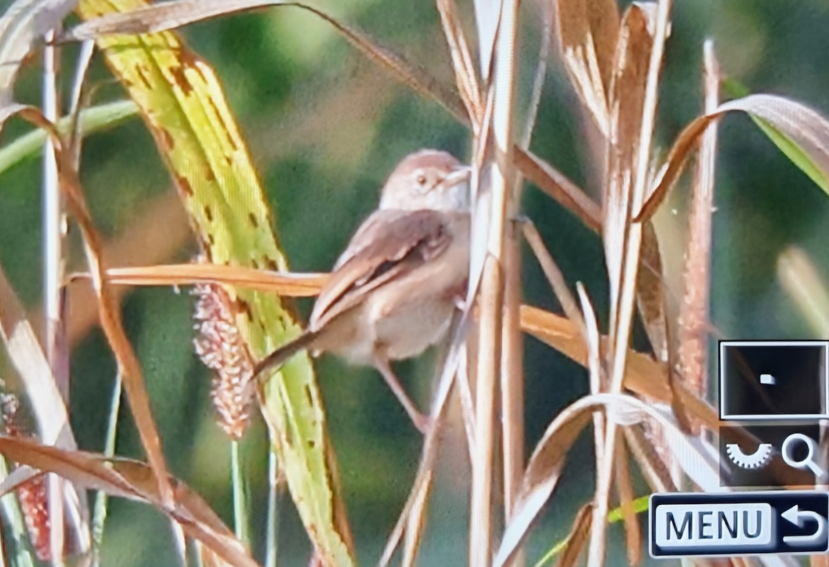 Cisticole rousse - ML645216447