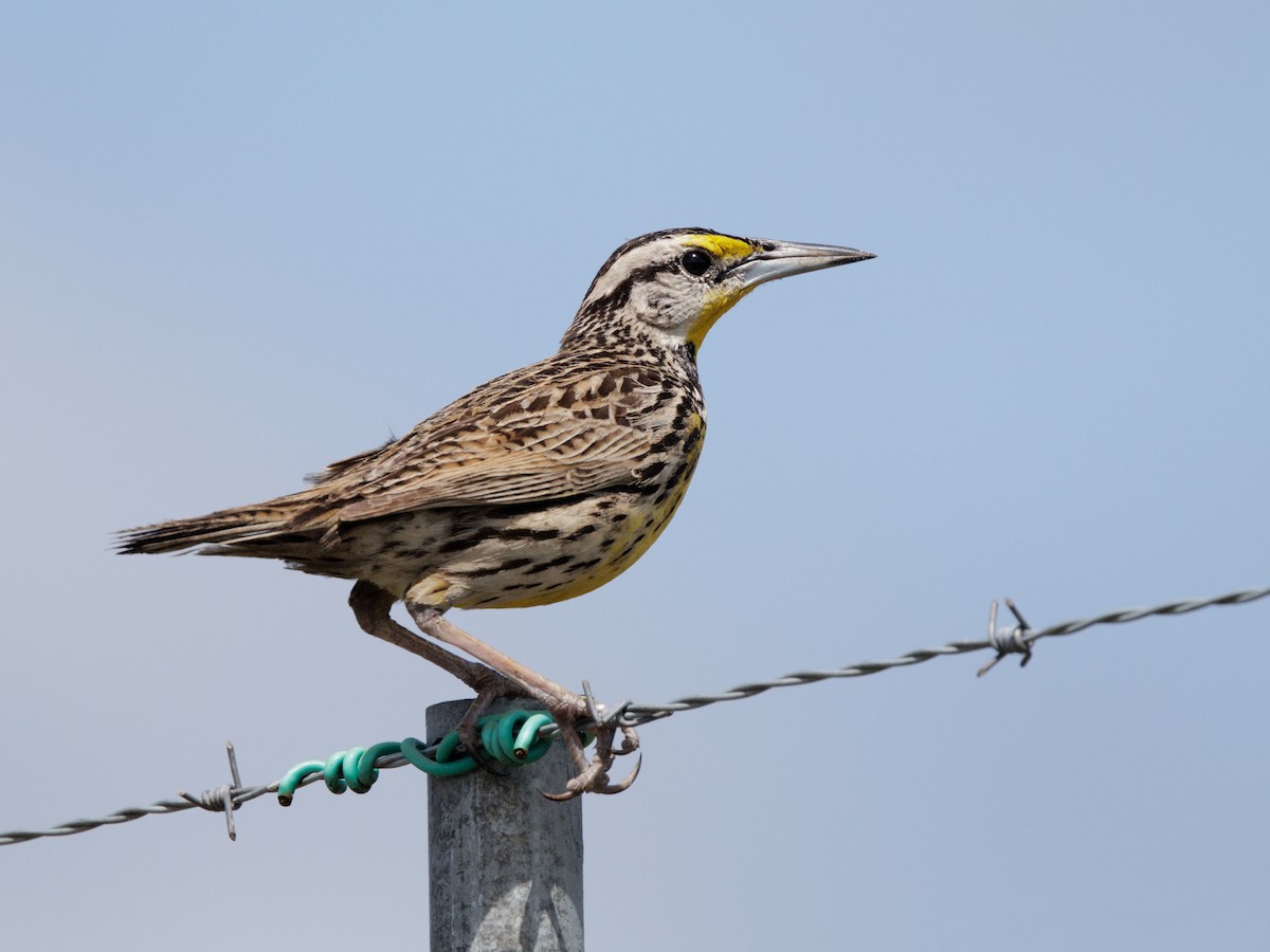 Eastern Meadowlark - ML645216452