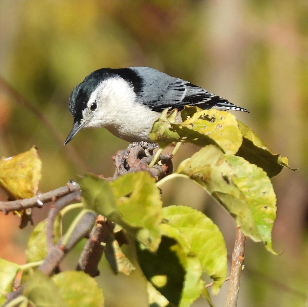 White-breasted Nuthatch - ML645216457