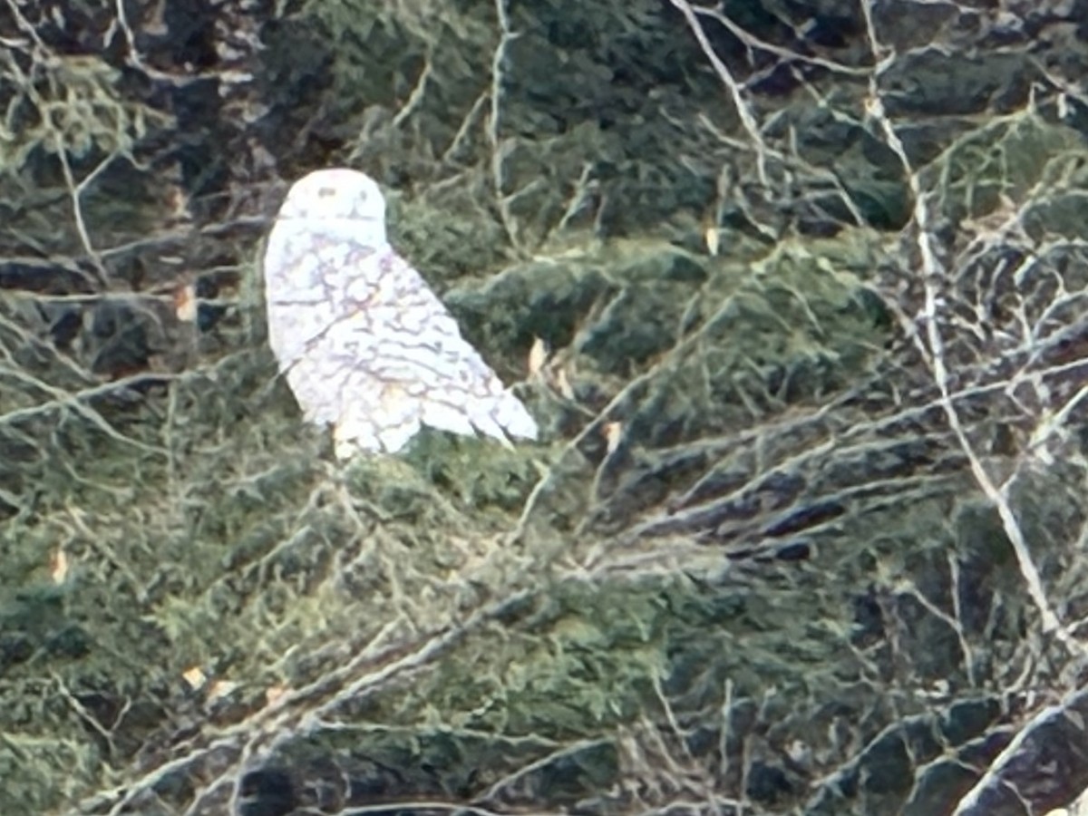 Snowy Owl - ML645216459