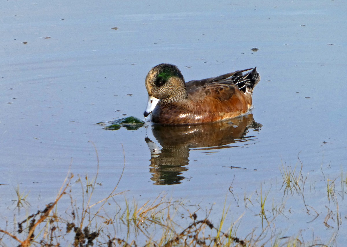 Американская свиязь - ML645216462