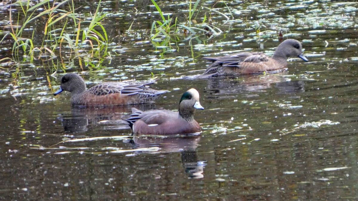 Американская свиязь - ML645216463