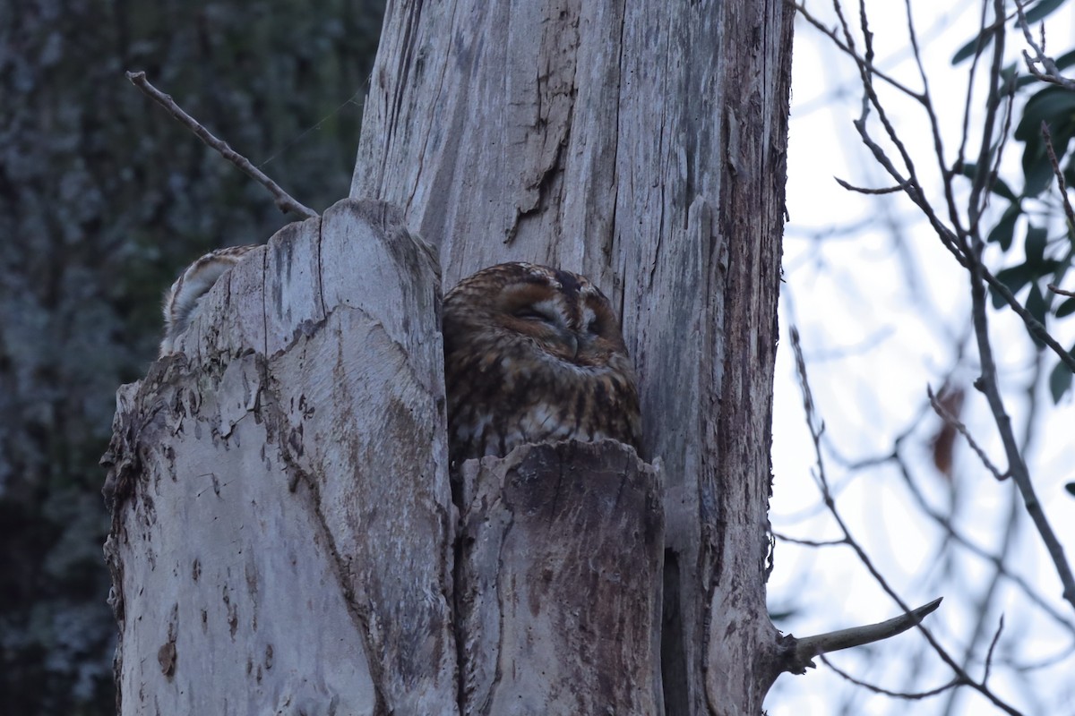 Серая неясыть - ML645216464
