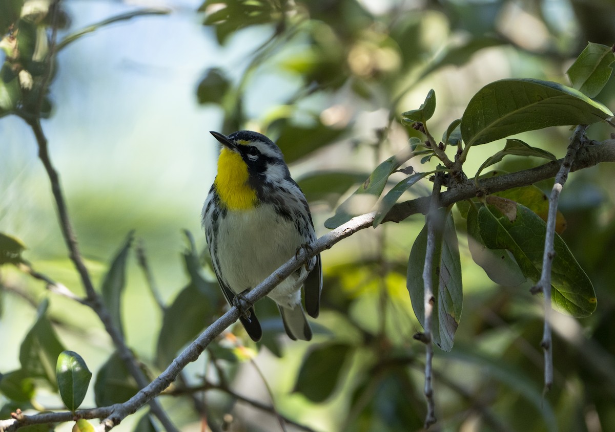 Желтогорлая древесница - ML645216465