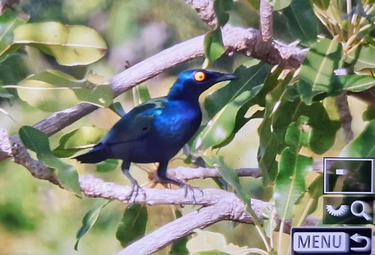 Пурпурный спрео - ML645216466