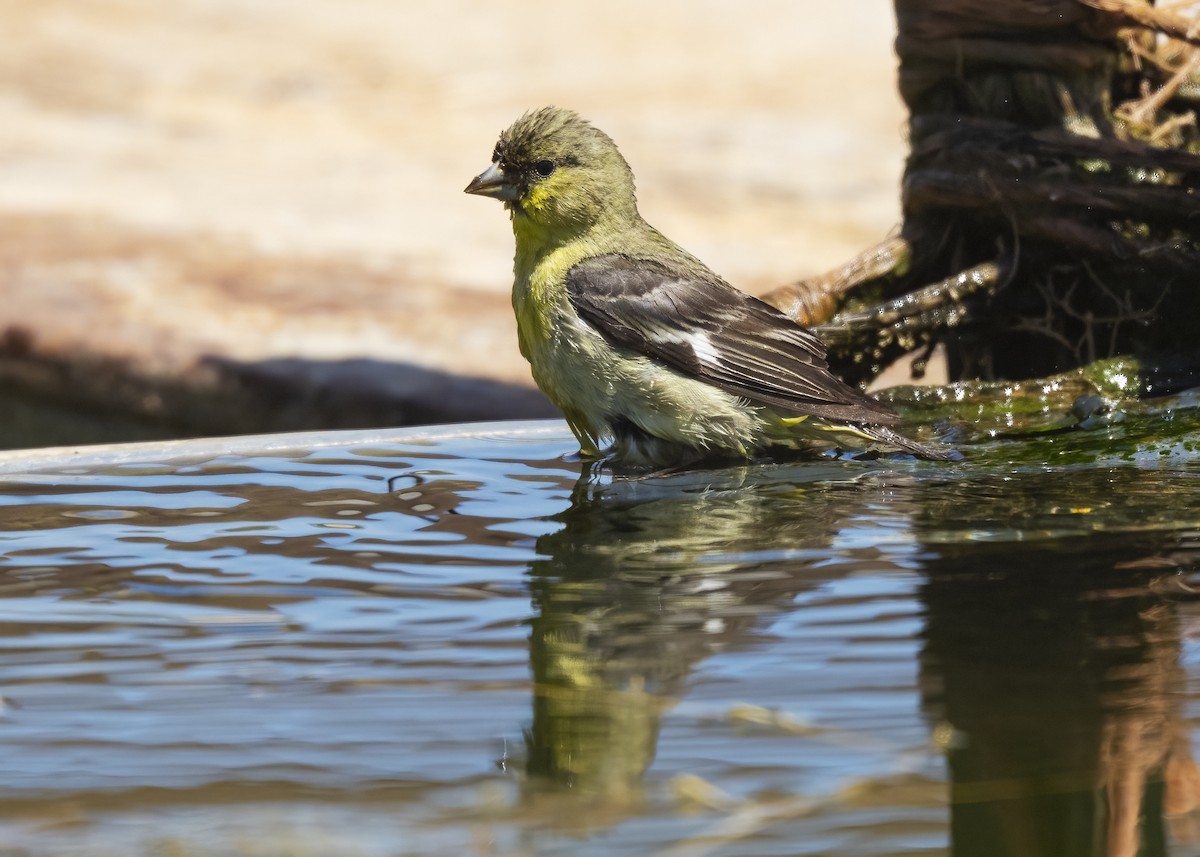 Мексиканский чиж - ML645216467