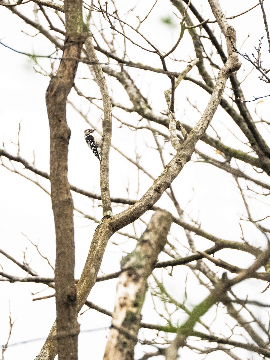 Малый пёстрый дятел - ML645216468