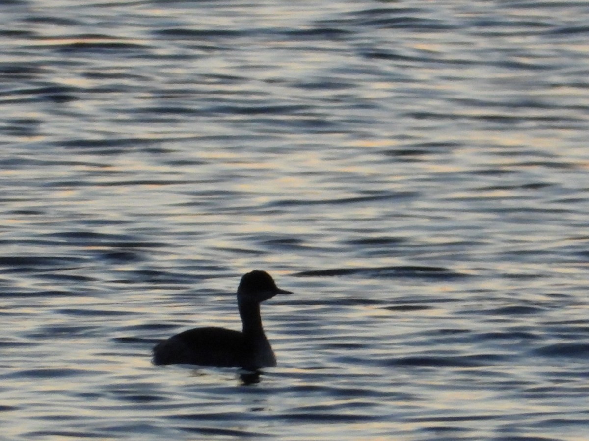 Черношейная поганка - ML645216469