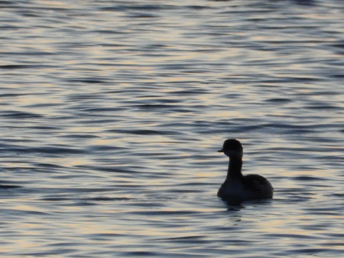 Черношейная поганка - ML645216470