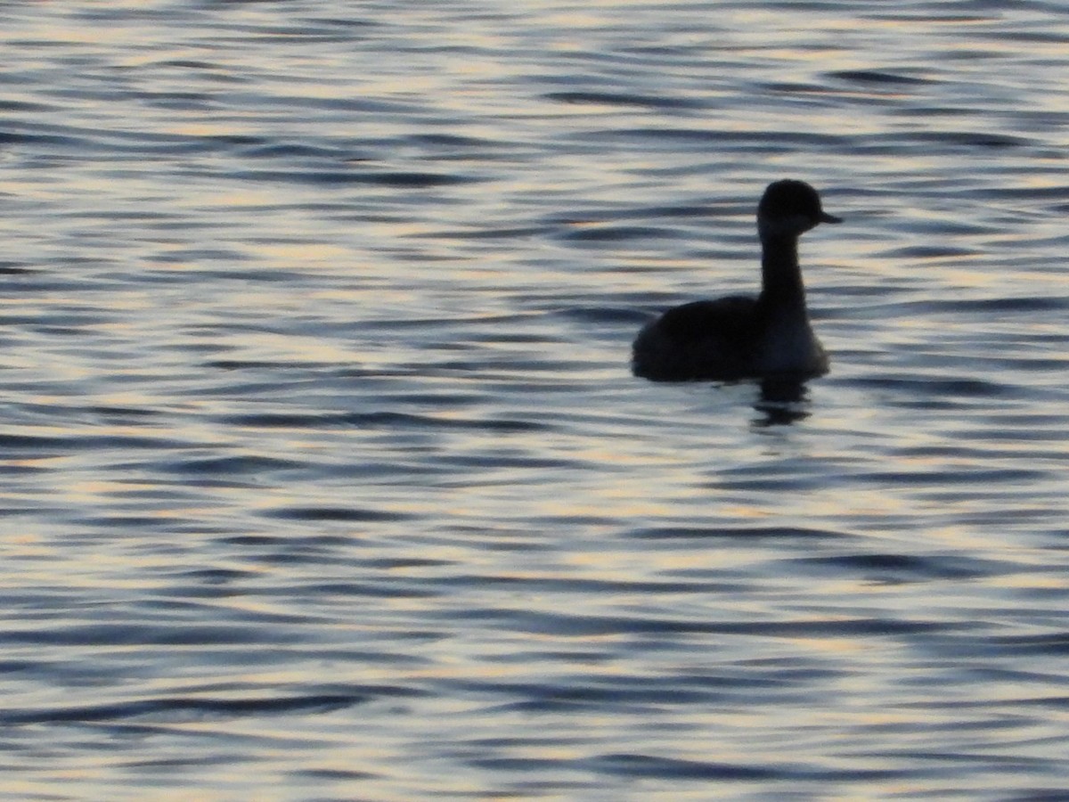 Черношейная поганка - ML645216471