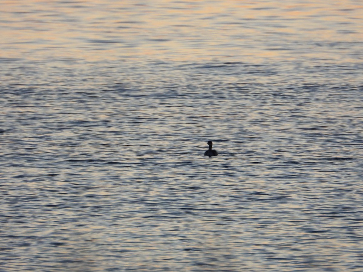 Черношейная поганка - ML645216472