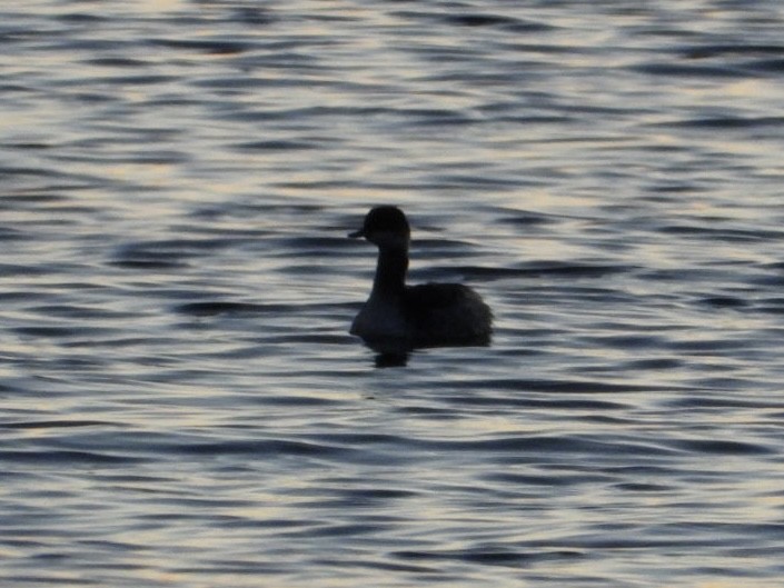 Черношейная поганка - ML645216473