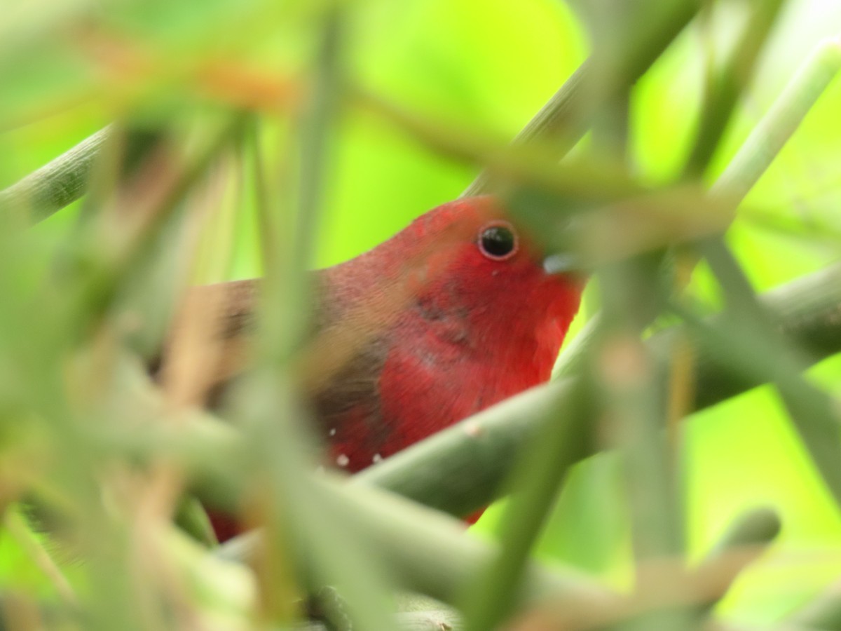 Африканский амарант - ML645216474