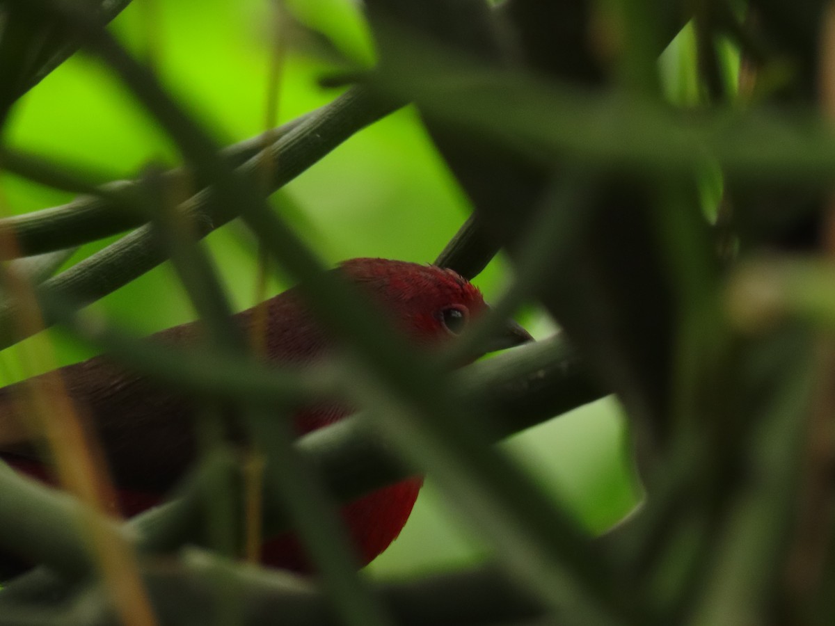 Африканский амарант - ML645216475