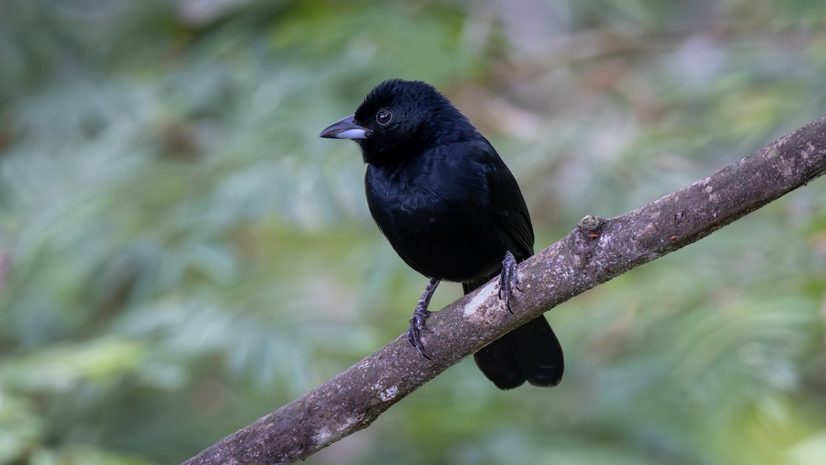 Чёрная танагра - ML645216476