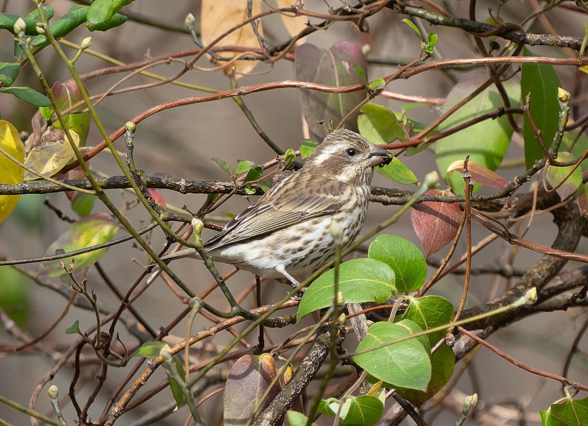 Пурпурная чечевица - ML645216477