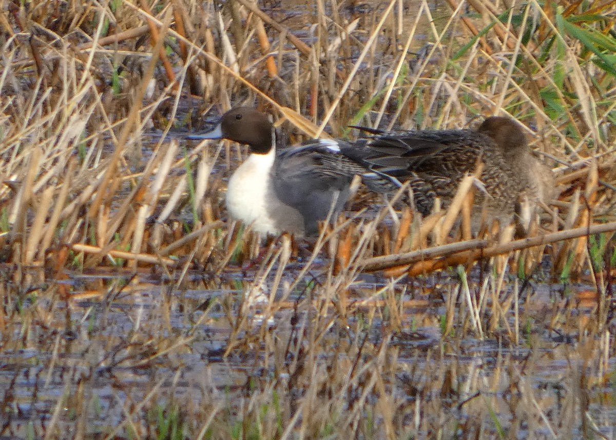 Шилохвость - ML645216478