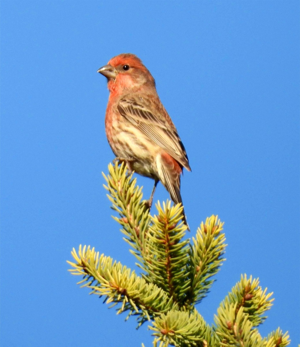 Мексиканская чечевица - ML645216479