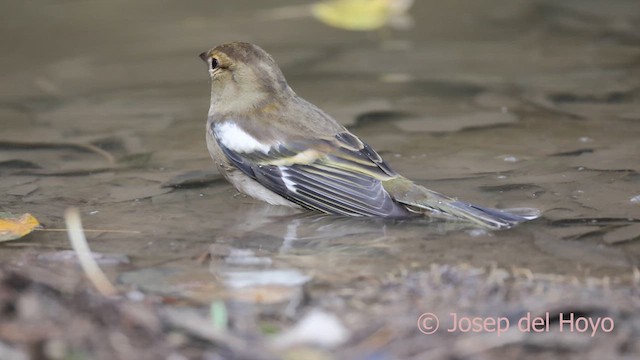 Зяблик звичайний - ML645216480