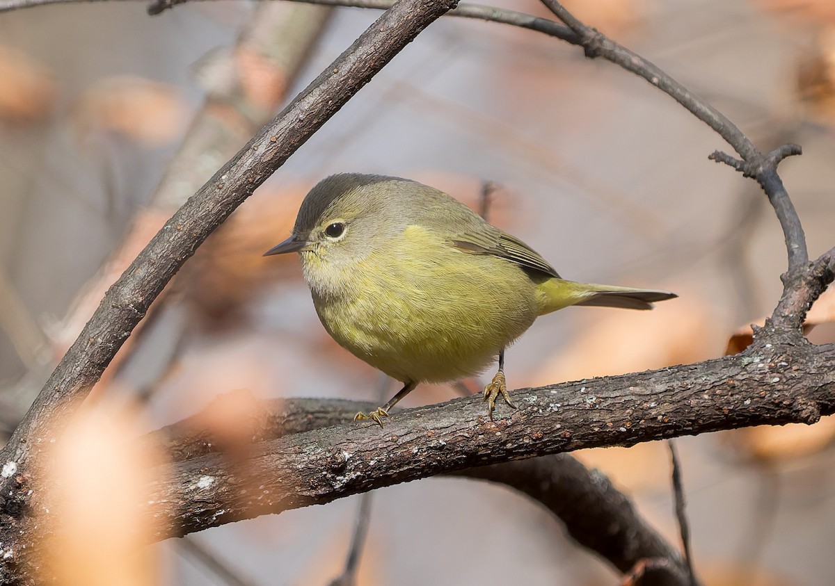 Рыжешапочная древесница - ML645216481