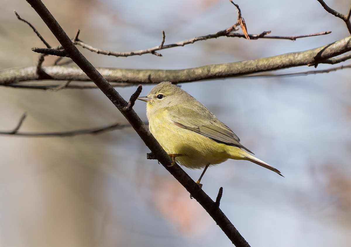 Рыжешапочная древесница - ML645216482