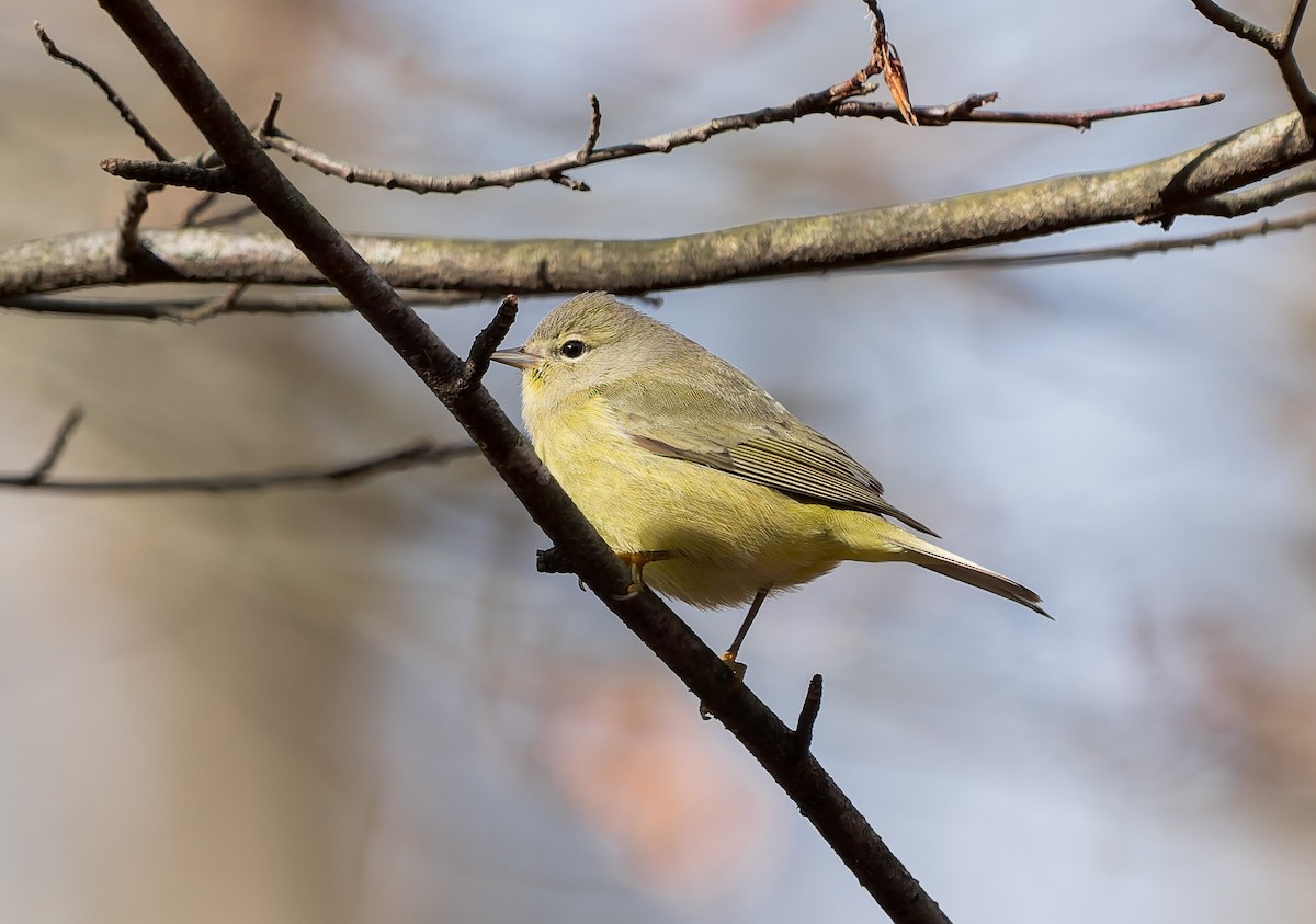 Рыжешапочная древесница - ML645216483