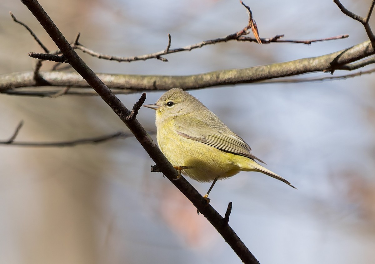 Рыжешапочная древесница - ML645216484