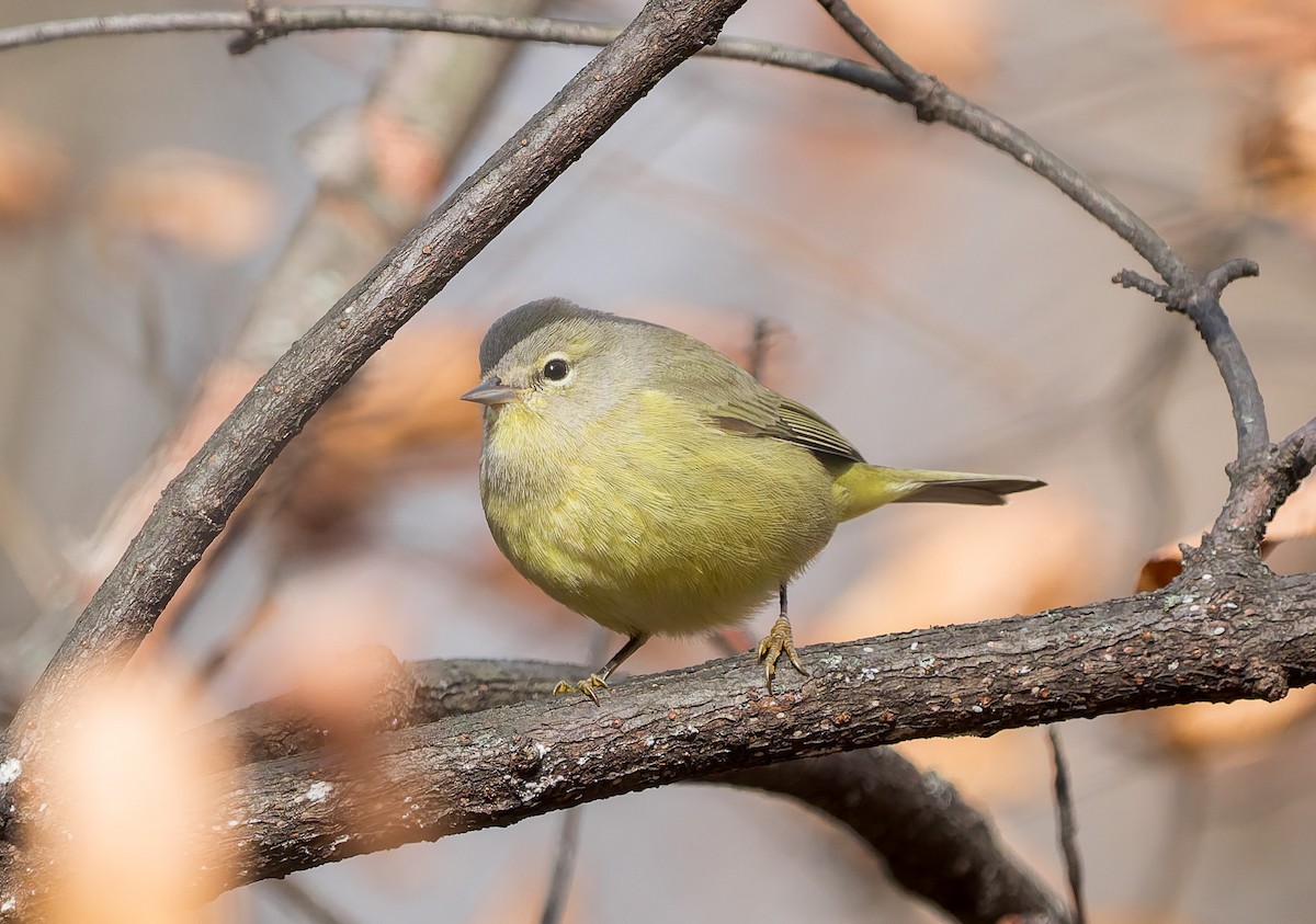 Рыжешапочная древесница - ML645216485