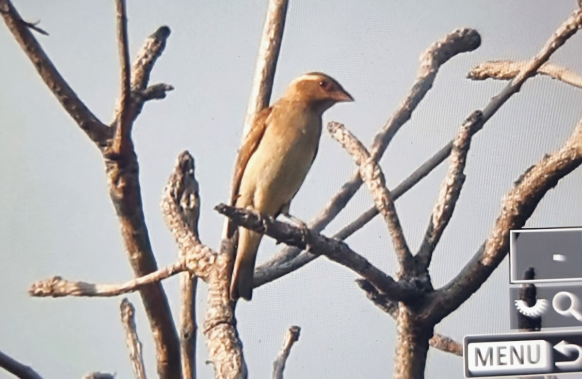 Кустарниковый воробей - ML645216486