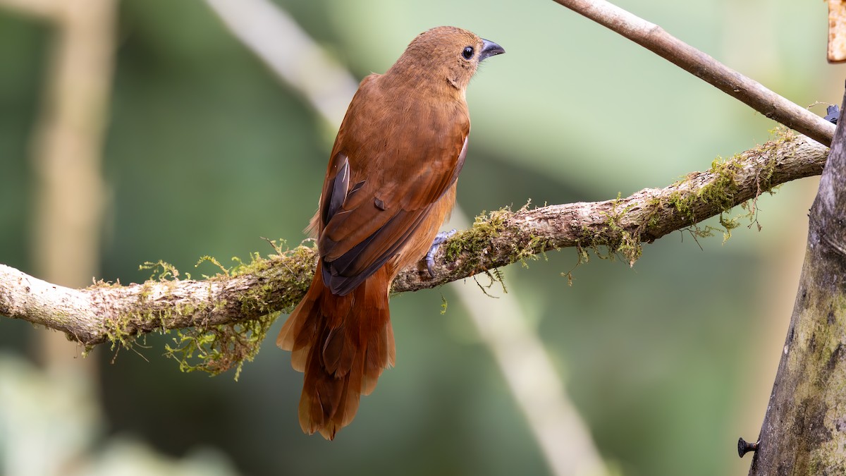 Чёрная танагра - ML645216487